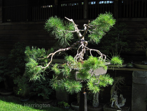 pine bonsai